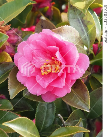 美しいサザンカ (山茶花:Camellia sasanqua) 美しいサザンカ (山茶花:Camellia sasanqua) 132503019