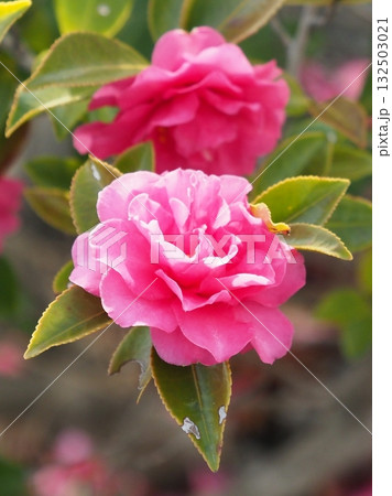 美しいサザンカ　(山茶花：Camellia sasanqua) 132503021