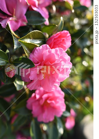 美しいサザンカ (山茶花:Camellia sasanqua) 美しいサザンカ (山茶花:Camellia sasanqua) 132503033