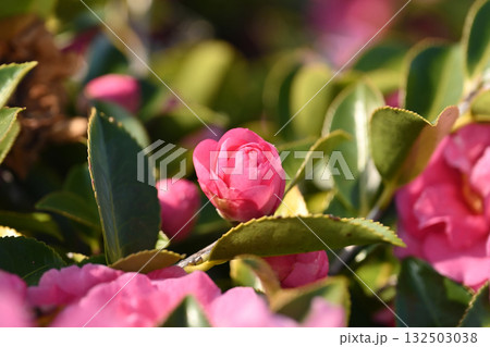 美しいサザンカ (山茶花:Camellia sasanqua) 美しいサザンカ (山茶花:Camellia sasanqua) 132503038