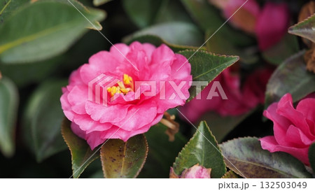 美しいサザンカ (山茶花:Camellia sasanqua) 美しいサザンカ (山茶花:Camellia sasanqua) 132503049