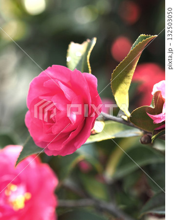 美しいサザンカ　(山茶花：Camellia sasanqua) 132503050
