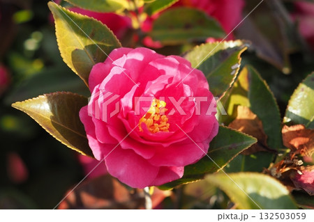 美しいサザンカ (山茶花:Camellia sasanqua) 美しいサザンカ (山茶花:Camellia sasanqua) 132503059