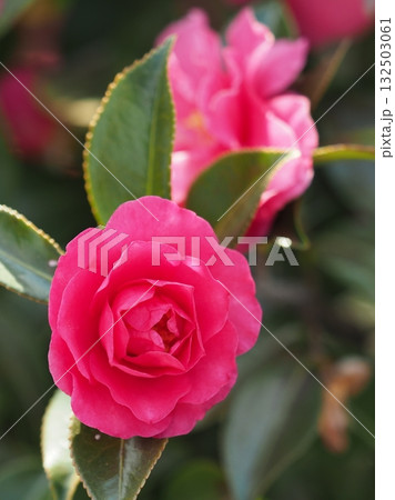 美しいサザンカ　(山茶花：Camellia sasanqua) 132503061
