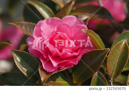 美しいサザンカ (山茶花:Camellia sasanqua) 美しいサザンカ (山茶花:Camellia sasanqua) 132503070