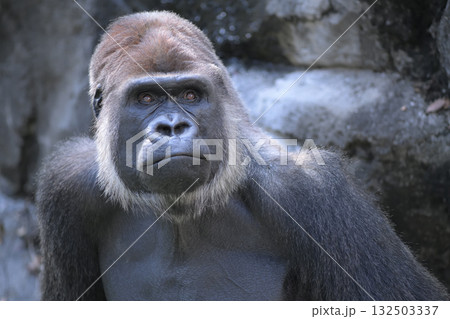 丸い目と丸い鼻と丸い口でゴリラの顔はできている 132503337