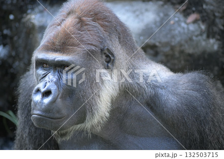 はい目線ですかもう一枚どうですかとゴリラは顔を差し出す はい目線ですかもう一枚どうですかとゴリラは顔を差し出す 132503715