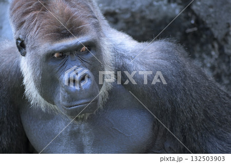 そんなこと言われても今更どうにもならないでしょ、とゴリラは突き放す顔を装う 132503903