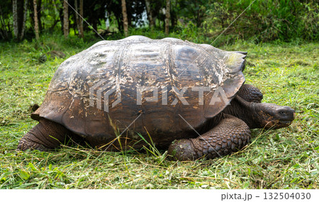 Galapagos giant tortoise walking on the grass of Santa Cruz island, Ecuador Galapagos giant tortoise walking on the grass of Santa Cruz island, Ecuador 132504030