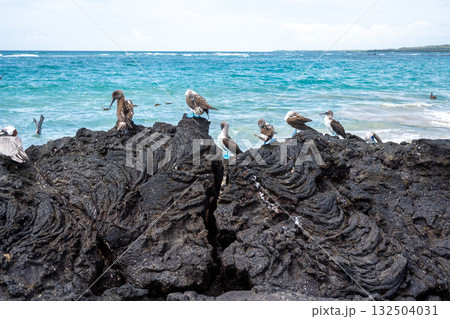Blue-footed booby birds on lava rocks at Isabela Island, Galapagos, Ecuador 132504031
