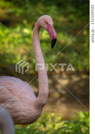 Greater flamingo Wildlife animal. Greater flamingo Wildlife animal. 132504585