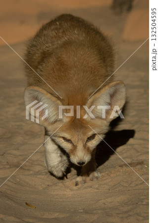 Fennec fox (Vulpes zerda). Wildlife animal. Fennec fox (Vulpes zerda). Wildlife animal. 132504595