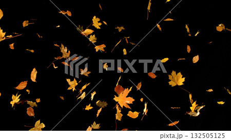 Falling Autumn Leaves. Autumn Texture Isolated on Black Falling Autumn Leaves. Autumn Texture Isolated on Black 132505125