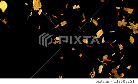Falling Autumn Leaves. Autumn Texture Isolated on Black 132505151