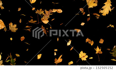 Falling Autumn Leaves. Autumn Texture Isolated on Black 132505152