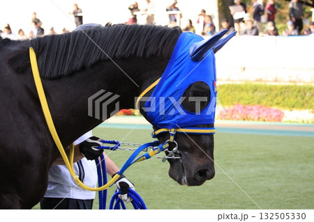 パドックで厩務員に引かれる青いメンコの競走馬 パドックで厩務員に引かれる青いメンコの競走馬 132505330