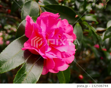 ヤブツバキのピンク色の花　伊豆大島 132506744