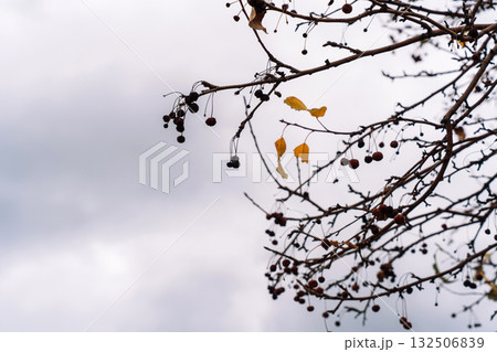 Close-up of dry berry clusters on bare branches with copy space Close-up of dry berry clusters on bare branches with copy space 132506839