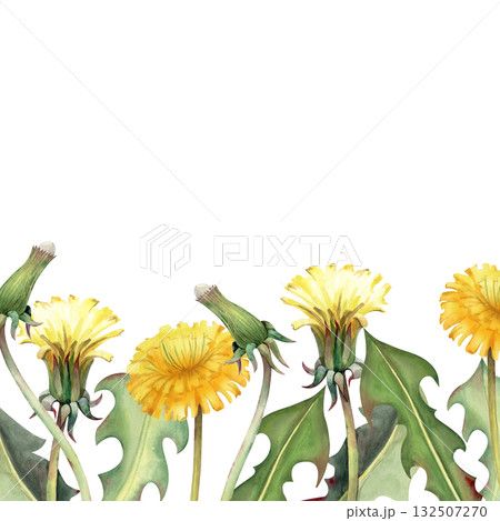 A square frame with hand-drawn dandelions. The watercolor illustration is highlighted on a white background. Botanical template with yellow wildflowers for invitations, packaging, booklets and 132507270