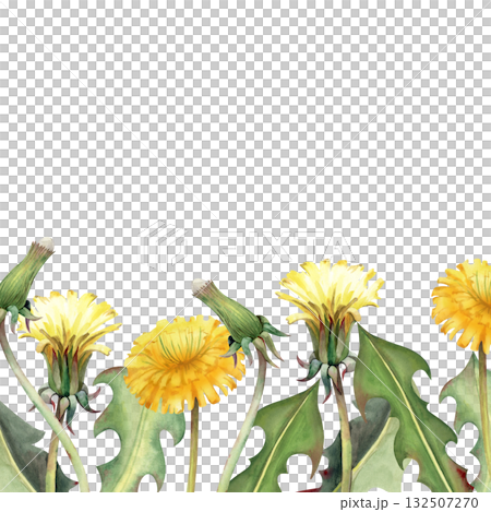 A square frame with hand-drawn dandelions. The watercolor illustration is highlighted on a white background. Botanical template with yellow wildflowers for invitations, packaging, booklets and 132507270