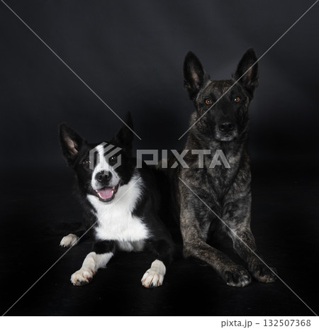 Dutch Shepherd and border in studio 132507368