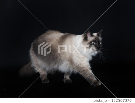 siberian cat in studio siberian cat in studio 132507370