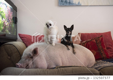 miniature pig , chihuahua and pincher 132507377