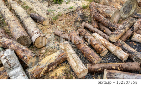 Sawn logs and sawdust lie on the ground. Close-up of sawn pine logs ready for storage. Logging. Tree trunks Sawn logs and sawdust lie on the ground. Close-up of sawn pine logs ready for storage. Logging. Tree trunks 132507558