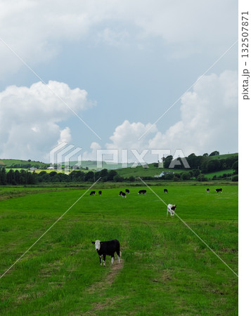 Green pastures and farm animals visible. Black and white cows in a lush field. Green pastures and farm animals visible. Black and white cows in a lush field. 132507871