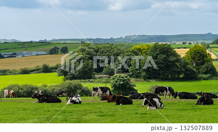 Black and white cows are resting and grazing on a green pasture. Lush trees and cultivated fields appear in the background of the West Cork countryside. Black and white cows are resting and grazing on a green pasture. Lush trees and cultivated fields appear in the background of the West Cork countryside. 132507889