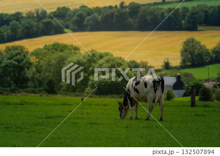 A black and white cow is grazing in a green field on a sunny day. In the background are rolling hills and trees. The scene is idyllic in West Cork, Ireland. A black and white cow is grazing in a green field on a sunny day. In the background are rolling hills and trees. The scene is idyllic in West Cork, Ireland. 132507894