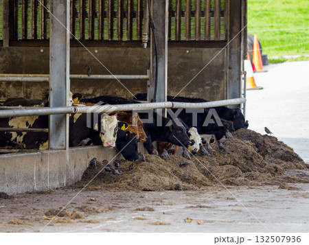 Cows eating hay in a farm shelter. The animals gather, lined up, at the hay trough. Cows eating hay in a farm shelter. The animals gather, lined up, at the hay trough. 132507936