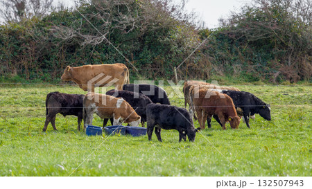 A herd of cattle, including calves, are grazing in a bright green field. Some are drinking from blue troughs. The background is a hedge row and green field in West Cork. A herd of cattle, including calves, are grazing in a bright green field. Some are drinking from blue troughs. The background is a hedge row and green field in West Cork. 132507943