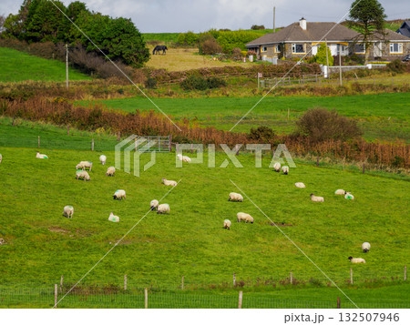 Sheep are resting and eating grass on a bright green hillside in rural West Cork. A house and a horse can be seen on the other side of the field. Sheep are resting and eating grass on a bright green hillside in rural West Cork. A house and a horse can be seen on the other side of the field. 132507946