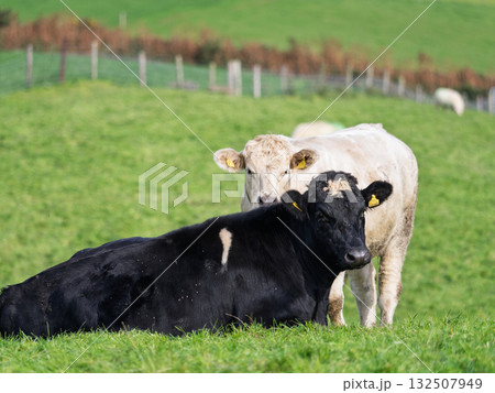 Two cows relax in a field. One black cow lies in the grass while a white cow stands behind it. Both appear content in the rural West Cork landscape. Two cows relax in a field. One black cow lies in the grass while a white cow stands behind it. Both appear content in the rural West Cork landscape. 132507949