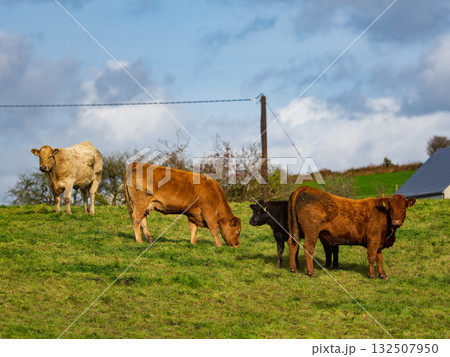 Cattle of various colors, including brown and black, graze on a lush green hillside in West Cork, Ireland. The sky is partly cloudy, with a glimpse of a house. Cattle of various colors, including brown and black, graze on a lush green hillside in West Cork, Ireland. The sky is partly cloudy, with a glimpse of a house. 132507950