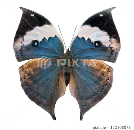 Blue leaf butterfly Kallima inachus displays its vibrant wings wide open against a white background, showcasing intricate patterns. This butterfly is known for its remarkable color and texture. Blue leaf butterfly Kallima inachus displays its vibrant wings wide open against a white background, showcasing intricate patterns. This butterfly is known for its remarkable color and texture. 132508078