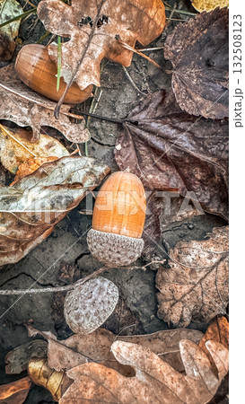 Still life with autumn leaves and hazelnuts Still life with autumn leaves and hazelnuts 132508123