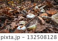 Mushrooms carpet the autumn leaves. 132508128
