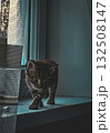 A cat walking on the windowsill  132508147