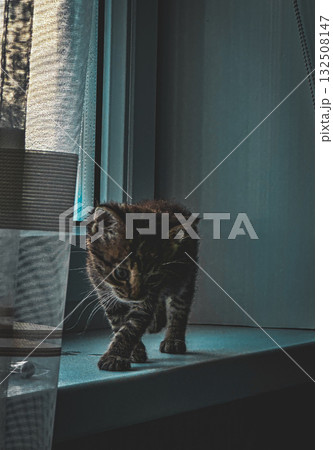 A cat walking on the windowsill  132508147