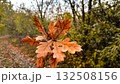 autumn leaves on the fall background 132508156