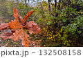 autumn leaves in the forest 132508158