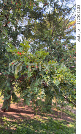 Taxus baccata, european yew. Conifer shrub with poisonous red berry. 132508182
