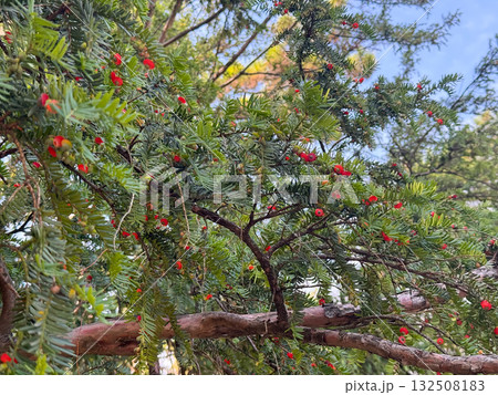 Taxus baccata, european yew. Conifer shrub with poisonous red berry. Taxus baccata, european yew. Conifer shrub with poisonous red berry. 132508183