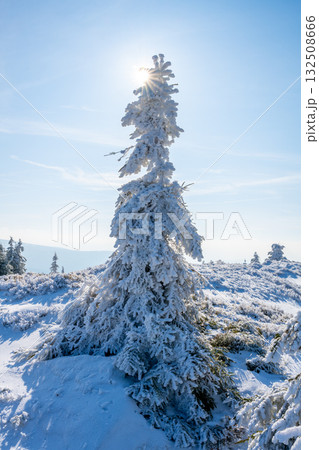 A tall, snow-covered tree stands proudly in the Jizera Mountains beneath a bright sun. The landscape is blanketed in fresh snow, creating a serene winter scene. 132508666