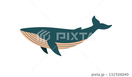 Blue whale vector illustration in simple flat style ocean animal design Blue whale vector illustration in simple flat style ocean animal design 132508840