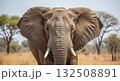 Majestic Elephant in the Savanna - Ai Generated 132508891