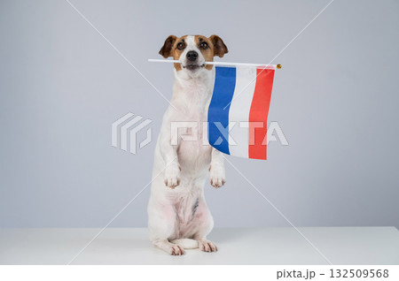 Jack Russell Terrier dog holding a Dutch flag on a white background.  132509568