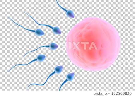 Moment of conception with multiple sperm cells competing to fertilize single human egg, 3d render of ovulation and reproductive biology 132509820